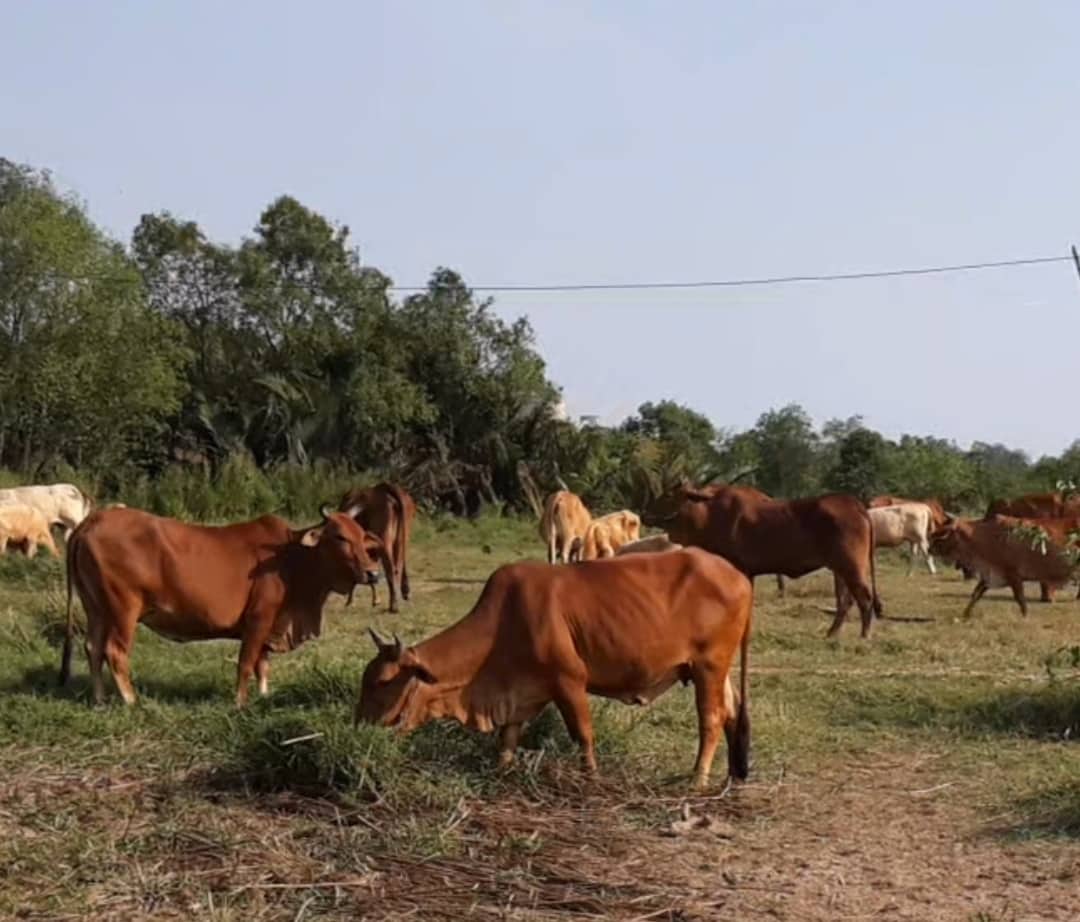 Đất dự án Cụm công nghiệp Nhựt Chánh II vẫn đang bị bỏ hoang tại Long An