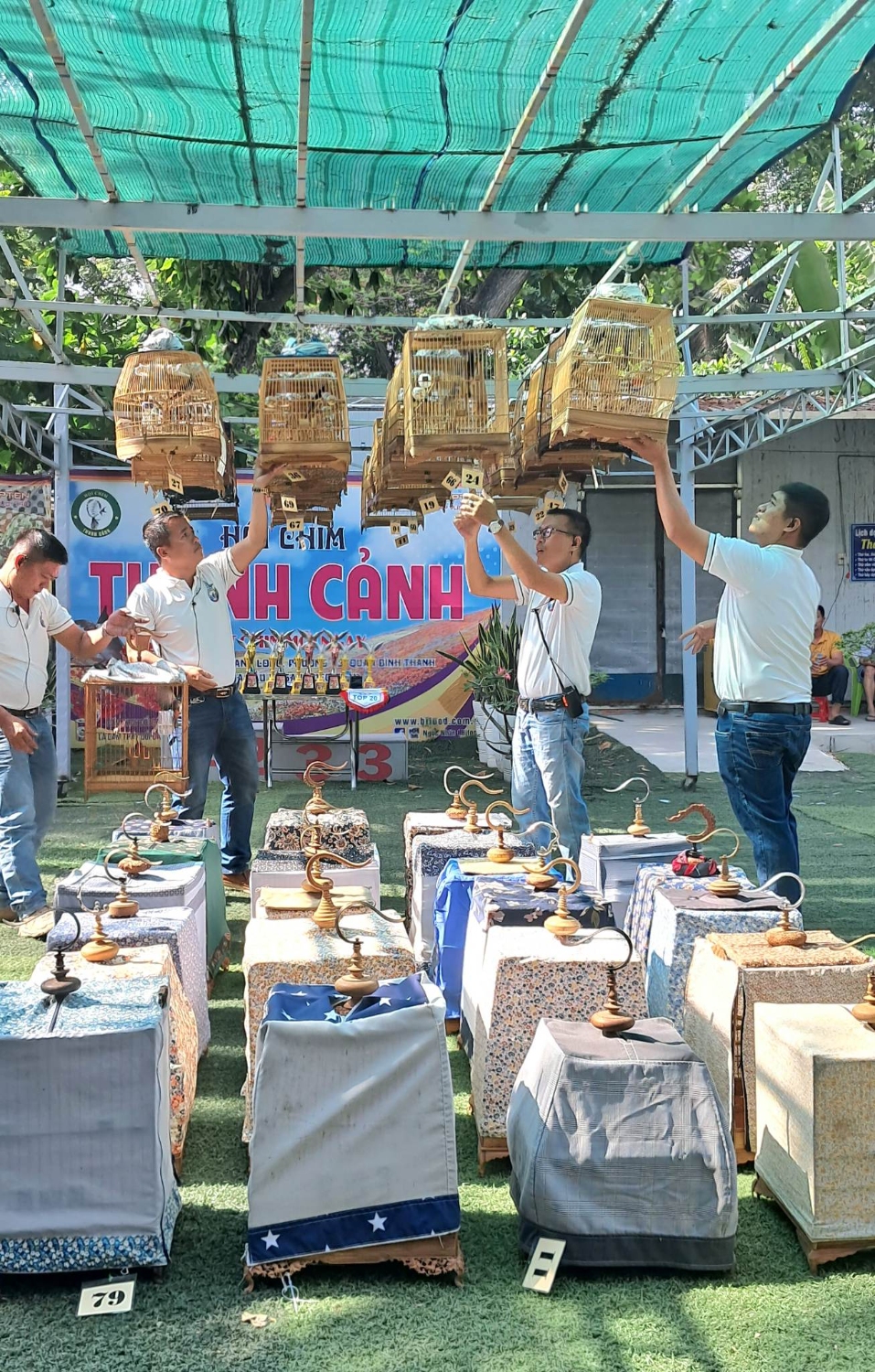 Chim dau truong 5